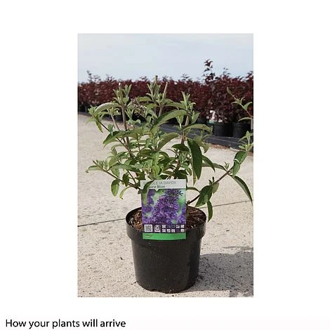 Buddleja Davidii 'Empire Blue' 2 Buddleja Davidii 'Empire Blue' - Image 2