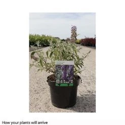 Buddleja 'Lochinch' -plant BUDD T66095 B h