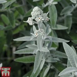 Buddleja 'Silver Anniversary'