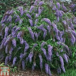 Buddleja Davidii 'Wisteria Lane' -plant BUDD T73682 A h