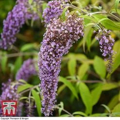 Buddleja Davidii 'Wisteria Lane' -plant BUDD T73682 B