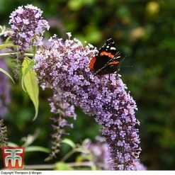 Buddleja Davidii 'Wisteria Lane' -plant BUDD T73682 D