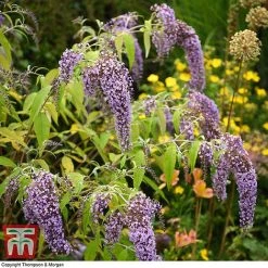 Buddleja Davidii 'Wisteria Lane' -plant BUDD T73682 E