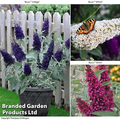 Buddleja 'Buzz® Trio Collection' 1 Buddleja 'Buzz® Trio Collection'