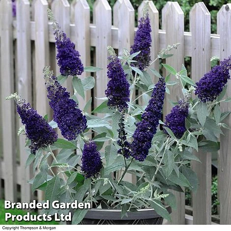 Buddleja 'Buzz® Trio Collection' 2 Buddleja 'Buzz® Trio Collection' - Image 2