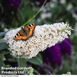 Buddleja 'Buzz® Trio Collection' 7 Buddleja 'Buzz® Trio Collection' -plant BUDD TKA1011 C1