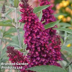 Buddleja 'Buzz® Trio Collection' 8 Buddleja 'Buzz® Trio Collection' -plant BUDD TKA1011 D1