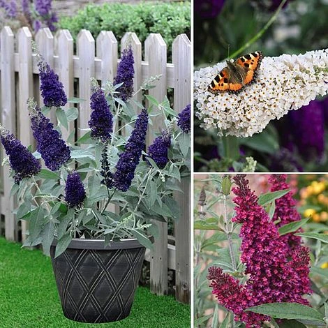 Buddleja 'Buzz® Trio Collection' 5 Buddleja 'Buzz® Trio Collection' - Image 5