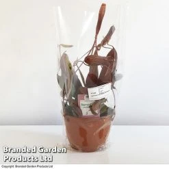 Nepenthes Alata Mix Hanging Basket 7 Nepenthes Alata Mix Hanging Basket -plant BrandedGP Copyright Image nepe1