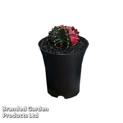 Cactus Gymnocalycium Mihanovichii F. Variegata Mixed 13 Cactus Gymnocalycium Mihanovichii F. Variegata Mixed -plant CACT GYMNOC5CM WKC8846