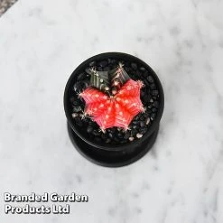 Cactus Gymnocalycium Mihanovichii F. Variegata Mixed 9 Cactus Gymnocalycium Mihanovichii F. Variegata Mixed -plant CACT GYMNOCALY T43422