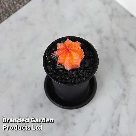 Cactus Gymnocalycium Mihanovichii F. Variegata Mixed 4 Cactus Gymnocalycium Mihanovichii F. Variegata Mixed - Image 4