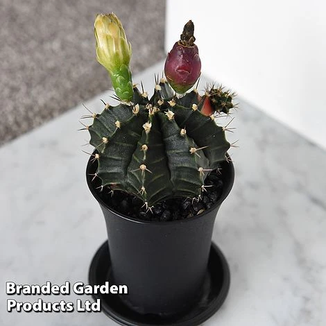 Cactus Gymnocalycium Mihanovichii F. Variegata Mixed 5 Cactus Gymnocalycium Mihanovichii F. Variegata Mixed - Image 5