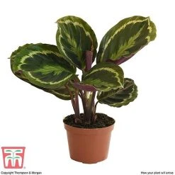 Calathea Roseopicta 'Medallion' 19 Calathea Roseopicta 'Medallion' -plant CAL tka2873 B