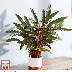 Calathea Rufibarba 15 Calathea Rufibarba -plant CALA 2874 A1