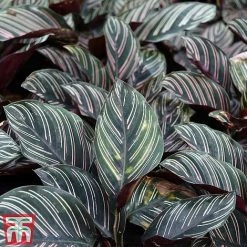 Calathea 'Sanderiana' -plant CALA TKA2871 A