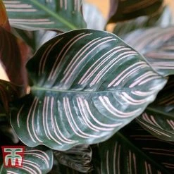 Calathea 'Sanderiana' -plant CALA TKA2871 C