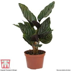 Calathea 'Sanderiana' -plant CALA TKA2871 D