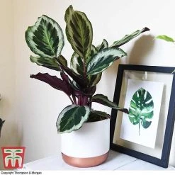 Calathea Roseopicta 'Medallion' 17 Calathea Roseopicta 'Medallion' -plant CALA TKA2873 A1