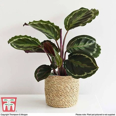 Calathea Roseopicta 'Medallion' 1 Calathea Roseopicta 'Medallion'