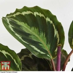 Calathea Roseopicta 'Medallion' 23 Calathea Roseopicta 'Medallion' -plant CALA TKA2873 H