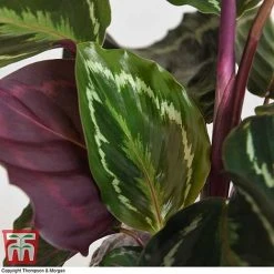 Calathea Roseopicta 'Medallion' 24 Calathea Roseopicta 'Medallion' -plant CALA TKA2873 I