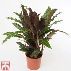 Calathea Rufibarba 17 Calathea Rufibarba -plant CALA TKA2874 A