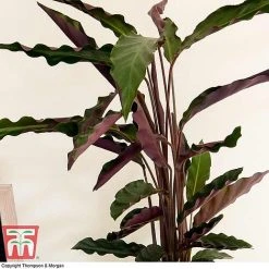 Calathea Rufibarba 23 Calathea Rufibarba -plant CALA TKA2874 C