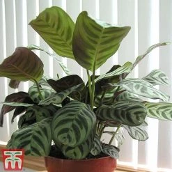 Calatheas Concinna 'Freddie' -plant CALA TKA2875 A