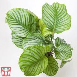 Calathea Orbifolia -plant CALA TKA2876 A