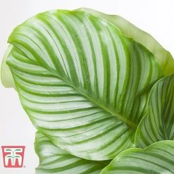 Calathea Orbifolia -plant CALA TKA2876 C