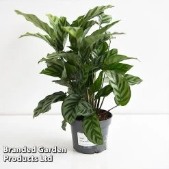Calatheas Concinna 'Freddie' -plant CALA FREDD12CM T44569