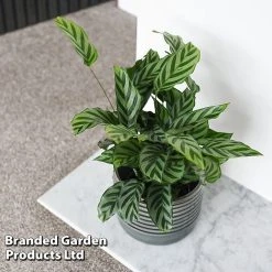 Calatheas Concinna 'Freddie' -plant CALA FREDDY T44570