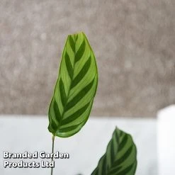 Calatheas Concinna 'Freddie' -plant CALA FREDDY T44572