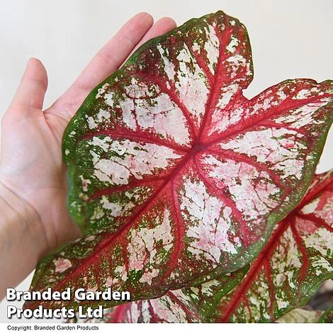Caladium Heart To Heart® 'Bottle Rocket' 3 Caladium Heart To Heart® 'Bottle Rocket' - Image 3