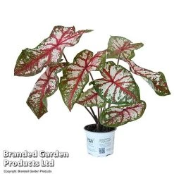 Caladium Heart To Heart® 'Bottle Rocket' 7 Caladium Heart To Heart® 'Bottle Rocket' -plant CALA H2HBOTTLE T43454