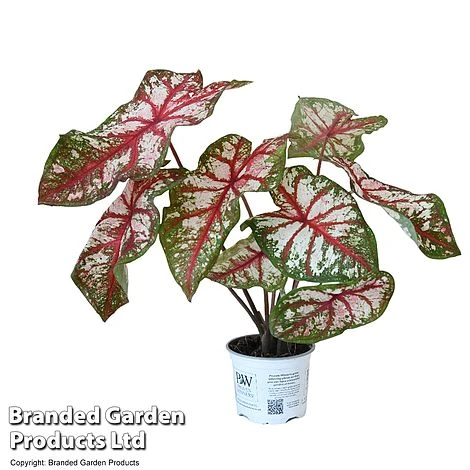 Caladium Heart To Heart® 'Bottle Rocket' 4 Caladium Heart To Heart® 'Bottle Rocket' - Image 4
