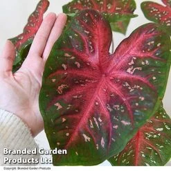 Caladium Heart To Heart® 'Fast Flash' -plant CALA H2HFASTFL T43459