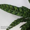 Calathea Insignis