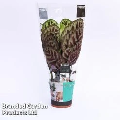 Calathea Makoyana 5 Calathea Makoyana -plant CALA MYKON14CM WKF1142 A