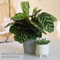 Calathea Makoyana