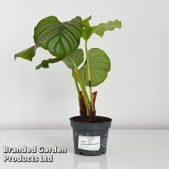 Calathea Orbifolia -plant CALA ORBIF12CM T44198