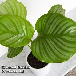Calathea Orbifolia -plant CALA ORBIFOLIA T44201