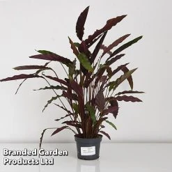 Calathea Rufibarba 18 Calathea Rufibarba -plant CALA RUFIB12CM T44191