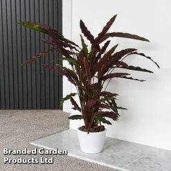Calathea Rufibarba 19 Calathea Rufibarba -plant CALA RUFIBARBA T44192