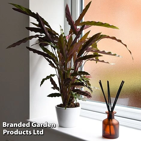 Calathea Rufibarba 10 Calathea Rufibarba - Image 10