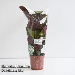 Calathea Picturata 'Argentea' 12 Calathea Picturata 'Argentea' -plant CALA SILVE12CM T45167G