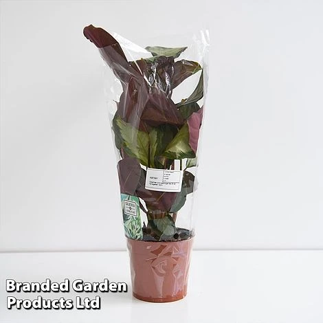 Calathea Picturata 'Argentea' 5 Calathea Picturata 'Argentea' - Image 5