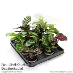 Calathea Makoyana Starter Mix -plant CALA STARTE6CM T47654