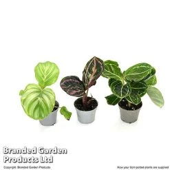 Calathea Makoyana Starter Mix -plant CALA STARTE6CM T47655